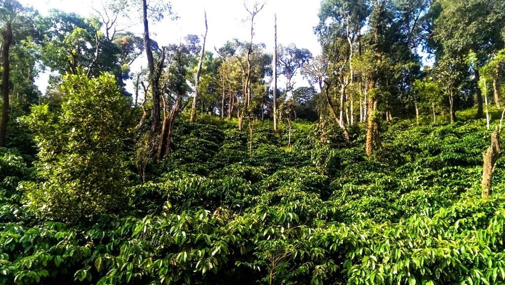 A Heritage of Flavor and Quality, Unveiling the Exquisite Essence of Woodpecker’s Coffee