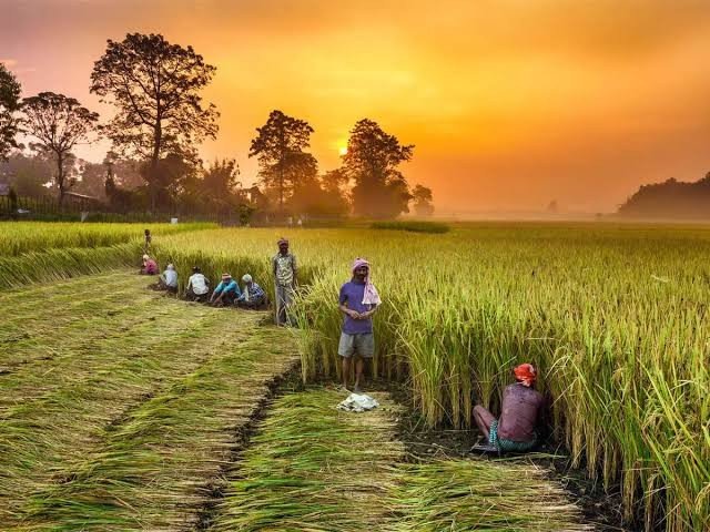 Natural Farming: A Growing Necessity For A Sustainable Future
